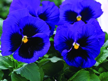 Pansy 'Mammoth Blue-ti-ful'