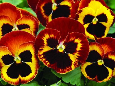 Pansy 'Mammoth On Fire'