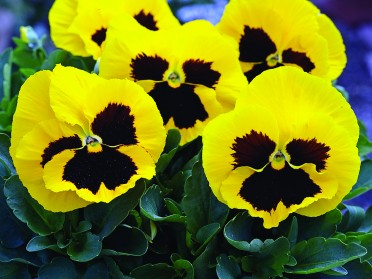 Pansy 'Mammoth Queen Yellow'