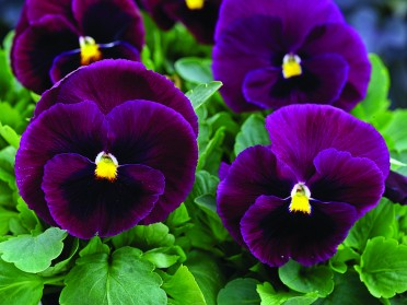 Pansy 'Mammoth Rocky Rose'