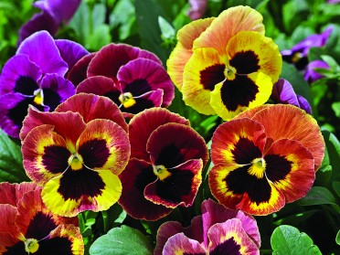 Pansy 'Mammoth Sangria Punch'