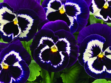 Pansy 'Mammoth Viva La Violet'