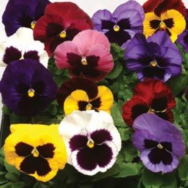 Pansy 'Matrix Blotch Mix'