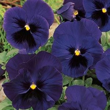 Pansy 'Matrix Blue Blotch'