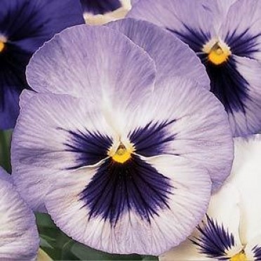 Pansy 'Matrix Blue Frost'