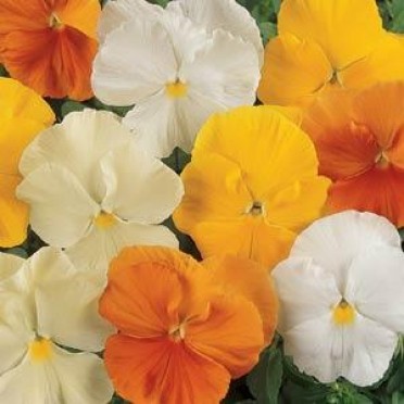 Pansy 'Matrix Citrus Mix'