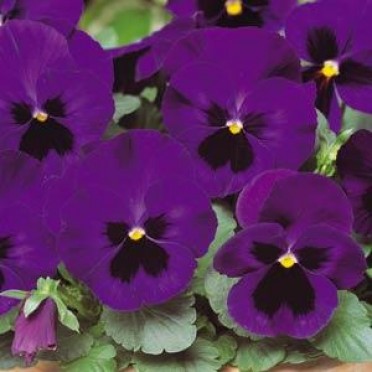 Pansy 'Matrix Deep Blue Blotch'