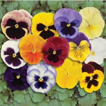 Pansy 'Matrix Mix'