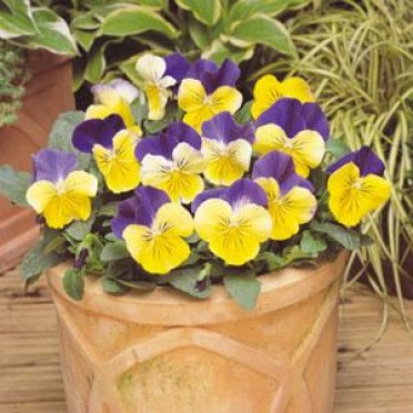 Pansy 'Matrix Morpheus'