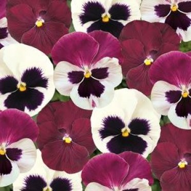 Pansy 'Matrix Raspberry Sundae Mix'