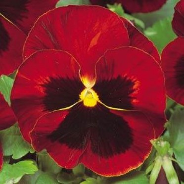 Pansy 'Matrix Red Blotch'