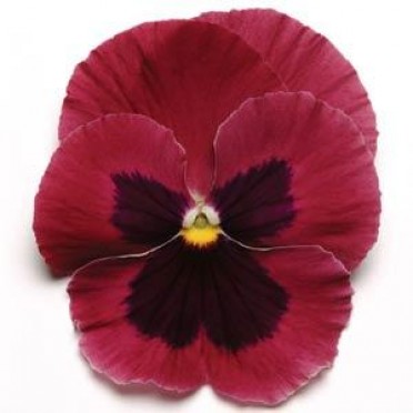 Pansy 'Matrix Rose Blotch'