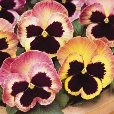 Pansy 'Matrix Sunrise'