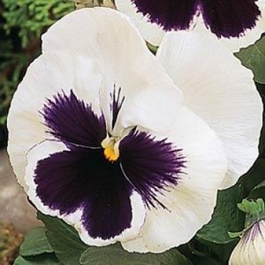 Pansy 'Matrix White Blotch'