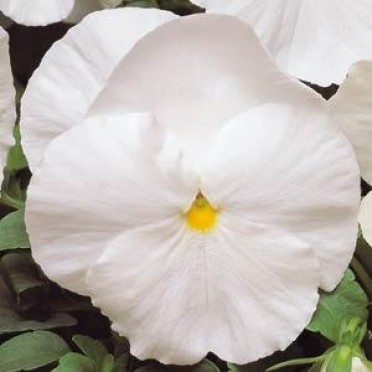 Pansy 'Matrix White'