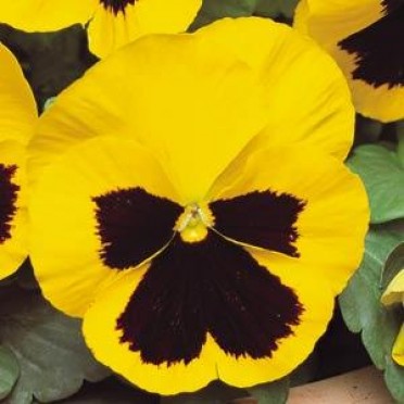 Pansy 'Matrix Yellow Blotch'