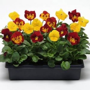 Pansy 'Panola Autumn Blaze'