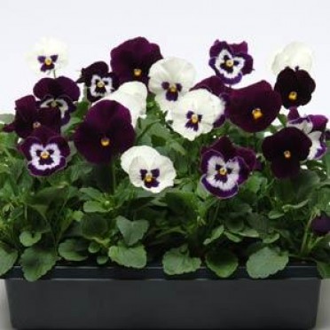 Pansy 'Panola Blackberry Sundae'