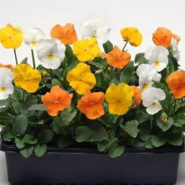 Pansy 'Panola Citrus Mix'