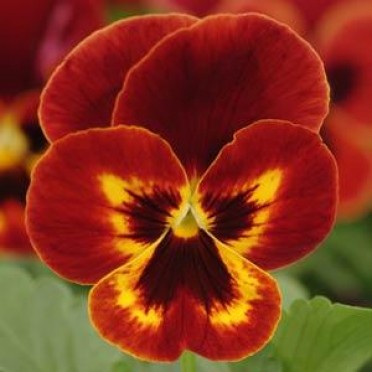 Pansy 'Panola Fire'