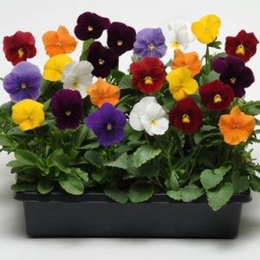 Pansy 'Panola Mix Clear'