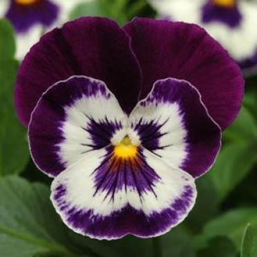 Pansy 'Panola Purple Face'