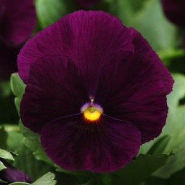 Pansy 'Panola Purple'