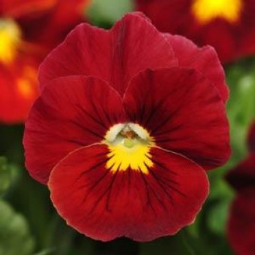 Pansy 'Panola Scarlet'