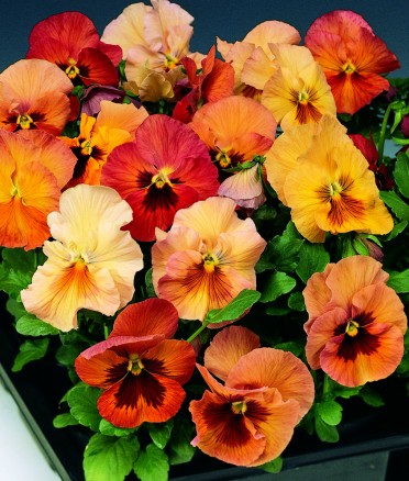 Pansy 'Skyline Copperfield'