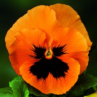 Pansy 'Skyline Orange'