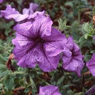 Petunia 'Daddy Blue'