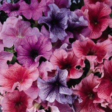 Petunia 'Daddy Mix'