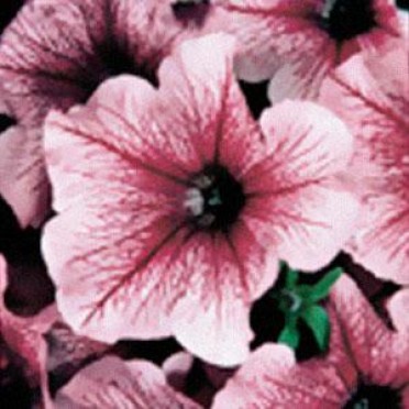 Petunia 'Daddy Orchid'