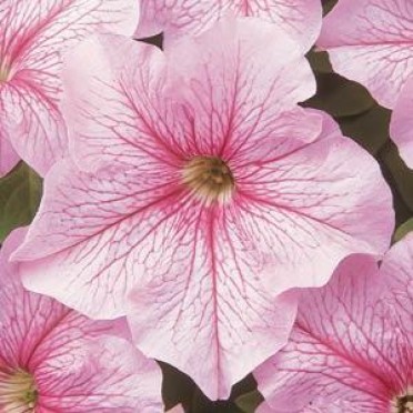 Petunia 'Daddy Peppermint'