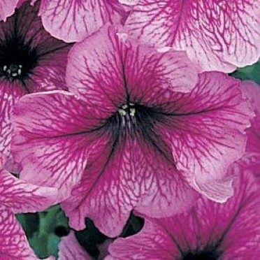 Petunia 'Daddy Sugar'