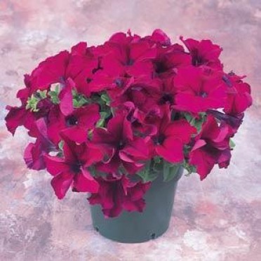 Petunia 'Dreams Burgundy'