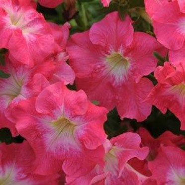 Petunia 'Dreams Coral Mourn'