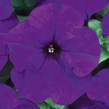 Petunia 'Dreams Midnight'