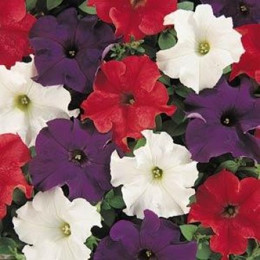 Petunia 'Dreams Patriot Mix'