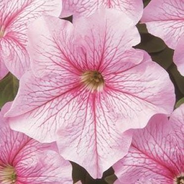 Petunia 'Dreams Pink Vein'