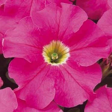 Petunia 'Dreams Pink'