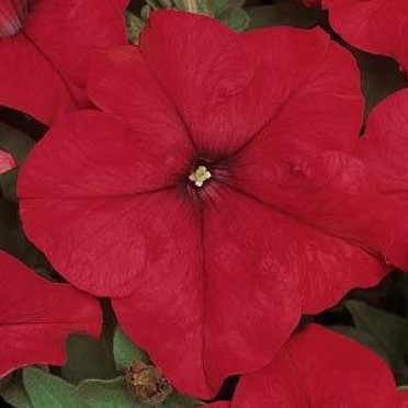 Petunia 'Dreams Red'