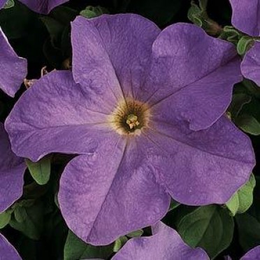 Petunia 'Dreams Sky Blue'