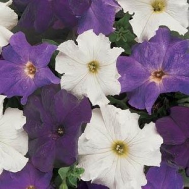 Petunia 'Dreams Waterfall Mix'