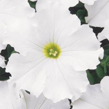 Petunia 'Dreams White'
