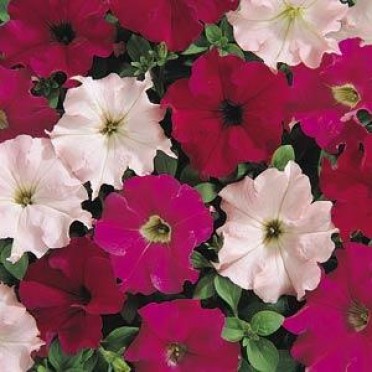 Petunia 'Dreams Wild Rose Mix'