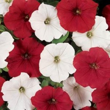 Petunia 'Easy Wave O Canada Mix'