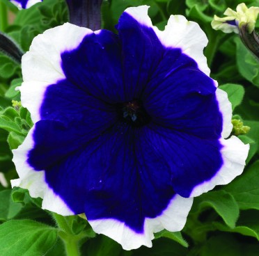 Petunia 'Frost Blue'