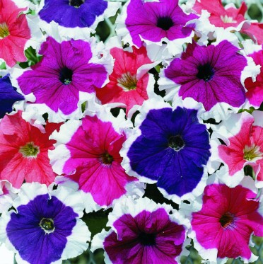 Petunia 'Frost Mix'