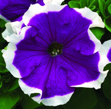 Petunia 'Frost Velvet'